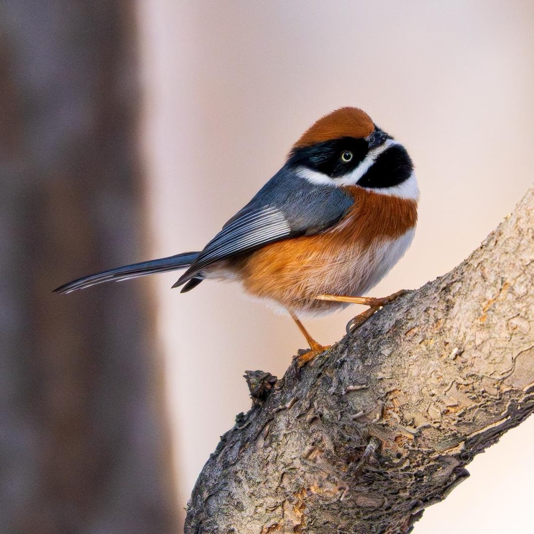 追羽揽星河头像